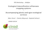 Ecological intensification of banana cropping systems ...agritrop.cirad.fr/575051/1/document_575051.pdf · Banana/cover-crop competition Bunch fruits number Banana/ Arachis 189 A