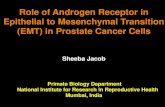 Role of Androgen Receptor in Epithelial to Mesenchymal ...€¦ · Androgens induce EMT activation in prostate cancer cells (Zhu and Kyprianou, 2010) Androgen deprivation leads to