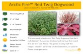 Arctic Fire Red Twig Dogwood - Bentley Ridge Tree Farm ... Arctic Fireâ„¢ Red Twig Dogwood This compact