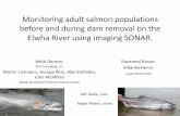 Monitoring adult salmon populations before and during dam … · John McMillan . NOAA, Northwest Fisheries Science Center . Raymond Moses . Mike McHenry . Lower Elwha Tribe . Joe