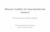 Mouse models of neuroendcrine tumors - Pancreatic Cancer Europe · 2020. 9. 1. · tumors Irene Esposito, Katja Steiger Pancreatic pathology: Of mice and men Madrid, December 4-6th