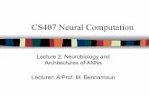 CS407 Neural Computation · 2003. 7. 21. · CS407 Neural Computation Lecture 2: Neurobiology and Architectures of ANNs Lecturer: A/Prof. M. Bennamoun. NERVOUS SYSTEM ... Learning