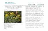 Plant Guide for yellow rabbitbrush (chrysothamnus viscidiflorus) · Web viewUSDA-Natural Resources Conservation Service, Aberdeen Plant Materials Center. Aberdeen, Idaho 83210. Published: