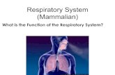 Respiratory System (Mammalian)sciencetoat.weebly.com/uploads/2/3/8/0/23803204/...The Human Respiratory System • nasal cavity - it warms, moistens, filters the air - mucous and hairs