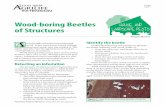 Wood-boring Beetles of Structuresagrilifeextension.tamu.edu/.../uploads/2019/01/...wood-boring-beetles… · wood. When their larvae tunnel through structural wood, they can weaken