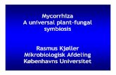 Mycorrhiza A universal plant-fungal symbiosis Rasmus Kjøller … · 2007. 11. 27. · Inspired by Table 1 in: Smith, S. E. and D. J. Read (1997). Mycorrhizal symbiosis. no yes yes