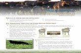 SPRING GRAZING COVER CROPS - Practical Farmers of Iowa · 2019. 2. 4. · For many livestock producers, cover crops and winter grazing go hand-in-hand; however, perhaps the most valuable