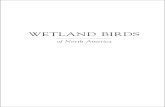 WETLAND BIRDS - Sympatico · 2006. 11. 7. · Wetland birds of North America : a guide to observation, understanding and conservation / Scott Leslie. Includes bibliographical references