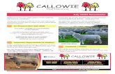 July 2020 Newsletter PM... · 2020. 7. 16. · July 2020 Newsletter Welcome to the July 2020 edition of the Callowie Poll Merinos newsletter. Things are starting to heat up as our