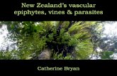 New Zealand’s vascular epiphytes, vines & parasites · 2019. 12. 5. · New Zealand’s vascular epiphytes, vines & parasites Catherine Bryan . Key terms Vascular: ... Clematis