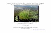 Carex diandra Schrank (lesser panicled sedge): A Technical ...€¦ · 2 3 SUMMARY OF KEY COMPONENTS FOR CONSERVATION OF CAREX DIANDRA Status Because of its broad distribution and
