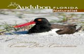 Naturalist - Audubon Florida · 2019. 12. 19. · ing the Everglades requires $880 million in new funds. Audubon, along with our key ally the Everglades Foundation, proposed that