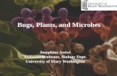 Bugs, Plants, and MicrobesCFH show HAD in 1 out of 3 Host Plants in Texas College station Weslaco San Angelo Lubbock Barman et al. 2012,: Entomol.Exp. Appl.= 2009 = 2010 = 2012 Kudzu