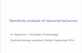 Sensitivity analysis of neuronal behaviorssysos.eng.ox.ac.uk/wiki/images/1/1b/Sepulchre.pdf · 2015. 12. 21. · neurophysiology and systems biology? The nonlinear behavior of neuronal