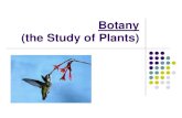 Botany (the Study of Plants)€¦ · Plant Hormones REVIEW: Hormones are chemical signals that coordinate the various parts of an organism A hormone is a compound produced in one
