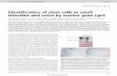 Identification of stem cells in small intestine and colon ... · ARTICLES Identification of stem cells in small intestine and colon by marker gene Lgr5 Nick Barker1, Johan H. van