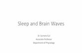 Sleep and Brain Waves - WordPress.com€¦ · What Causes Sleep? •Active Inhibitory Process: There is a center below the level of mid pons that will inhibit other centers of brain