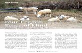 Four-Legged Peace of Mind - WordPress.com · the best way to raise a LGD. We in-vestigate several different approaches by visiting with livestock producers who raise and use LGDs