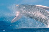 Talk About It · huge gray whale. As the boat rocked, her grandfather and his ﬁ shing partner’s hearts pounded. They held tight and waited, preparing themselves to be thrown into