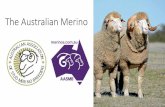 The Australian Merino jueves ingles/Peter Mayer ING.pdfDistribution of Australian wool clip by micron 1991-92, 2001-02 and 2016-17 Breed More Merino Ewes campaign South Australia –Showing,