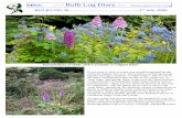 SRGC ----- Bulb Log Diary€¦ · Dactylorhiza orchids with Corydalis ‘Craigton Blue’ ... update my Trough powerpoint presentation. I will replant this trough complete with the