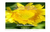 Calendula officinalis - doc-developpement-durable.org · Calendula has been shown to be an effective bacteriostatic, anti-inflammatory, antipyretic, antifungal, and vulnerary herb.