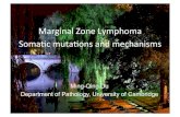 Marginal Zone Lymphoma Soma2c muta2ons and mechanisms. DU.pdfBIR 3 BIR 1 BIR 2 Ig BIR 3 BIR 1 BIR 2 p100 p52 RelB ... Dagklis et al Leukaemia 2012 Zhu et a l Leukaemia 2015 van Maldegenm