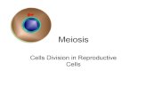 IB 11 Meiosis 2019 - Science to a Tee...Variation in Sexual Reproduction How is variation in chromosomes created during meiosis? 1. Crossing over • during Prophase I tetrads of homologous