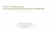 The Pharyngo- Esophageal Segment (PES)media.ciaoseminars.com/pdfs/cms/121.pdf · Pharyngeal and UES Manometry 8 Videofluoroscopy 11 Treating PES Dysfunction 13 Traditional Dysphagia