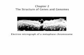 Chapter 2 The Structure of Genes and Genomes · The structure of chromosomes What is the best way to efficiently pack DNA? 2m of human DNA are packed into 46 chromosomes inside a