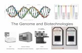 The Genome and Biotechnologiesfilkov/classes/289l-W11/biotech.pdf · –DNA Sequencing - genome –Microarrays - transcriptome –ChIP – Protein DNA interactions –Yeast Two-Hybrid