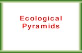 Ecological Pyramidsgiannou.weebly.com/.../6/4/8/5648347/ecological_pyramids.pdf · 2019. 11. 17. · Ecological Pyramids • Instead of representing trophic levels in a food web,