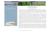 STATUS: ENDANGERED Bald Eagle - Iowa Audubon Eagle.pdf · The Bald Eagle was selected by Congress in 1782 to be the national emblem of the United States. With a wingspan of seven