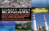 Giant Fish Blenders - Sierra Club · harm sea turtles, seals, sea lions and numerous other larger animals.5 This excessive mortality occurs despite rudimentary attempts to filter