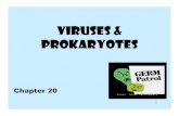 VIRUSES & Prokaryotes · How do viruses reproduce? •Viruses insert their genetic material into a host cell. –The capsid (outside protein) “tricks” the cell into allowing it