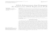 DNAPolymerases that Propagate the Eukaryotic DNA ... · 117 DNA Polymerases that Propagate the Eukaryotic DNA Replication Fork. B-class enzyme, the template strand projects into a