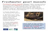 Freshwater pearl mussels - Kyle of Sutherland Fisheries · Freshwater pearls were once highly prized. They were one of the reasons Julius Caesar invaded Britain in 55BC. In the 16th