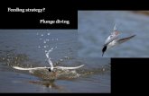 Feeding strategy? Plunge diving - Mt. SAC · (pelicans) Plunge diving Surface Feeding Pattering (storm petrels) (diving petrels) pursuit diving with wings (penguins) Surface plunging