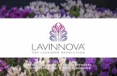 PREMIUM QUALITY GARDEN LAVENDERS AUSTRALIAN ......pot, garden bed and landscape plant that is both cold and heat hardy, she deserves to be crowned ‘The Queen’ of lavenders. A rainbow