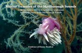 Marine Treasures of the Marlborough Sounds · 2019. 4. 6. · Photo front cover: Jason Nudibranch / Dive Site 2 Kaitira. Photo back cover: Waitata, White Horse Rock proposed concentrated