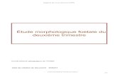 Support de Cours (Version PDF) - CAMPUS NUMERIQUEScampus.cerimes.fr/maieutique/UE-obstetrique/morpho... · Support de Cours (Version PDF) Source : UVMaF I.2 COUPES SAGITTALES DU CERVEAU