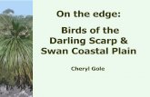 On the edge: Birds of the Darling Scarp & Swan Coastal Plainnrpg.org.au/userfiles/Birds_DR_and__SCP.pdf · Birds of the Darling Scarp & Swan Coastal Plain . ... Singing Honeyeater