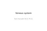Venous systemVenous system Tom Horváth M.D. Ph.D. Topics 1.Structural aspects 2.Hemodynamic functions 3.Pressure-diameter behavior 4.Central venous pressure & vascular function The