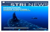STRI NEWSstri-sites.si.edu/sites/strinews/PDFs/STRINews_Aug_05_2016.pdf · Sea urchins, pincushion-shaped relatives of the starfish, graze the sea floor from shallow coastal areas