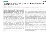 Biology and genetics of human head and body licephthiraptera.info/sites/phthiraptera.info/files/68864.pdf · Biology and genetics of human head and body lice Aure´lie ... the sucking