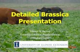 Detailed Brassica Presentation - Squarespacestatic.squarespace.com/static/5150d703e4b00303002ee6db/t... · with cover crops •Winter grazing on ... Dudley Smith Farm Potential Plot