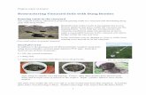Restructuring Vineyard Soils with Dung Beetles€¦ · Restructuring Vineyard Soils with Dung Beetles Running cattle in the vineyard The original funding submission proposed grazing