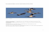 Faunabeheerplan smient Zuid-Holland 2014-2019 · de flyway stabiel was (Wetlands International 2014). Niet-broedvogels De smient komt in Zuid-Holland algemeen en talrijk voor in het