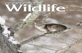 Connecticut Wildlife Jan/Feb 2020 · Connecticut Wildlife magazine (ISSN 1087-7525) is published bimonthly by the Connecticut Department of Energy & Environmental Protection Wildlife