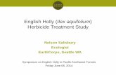 English Holly (Ilex aquifolium - King County, Washington...Jun 06, 2014  · English Holly (Ilex aquifolium) Herbicide Treatment Study Author: Nelson Salisbury Subject: Slideshow reporting